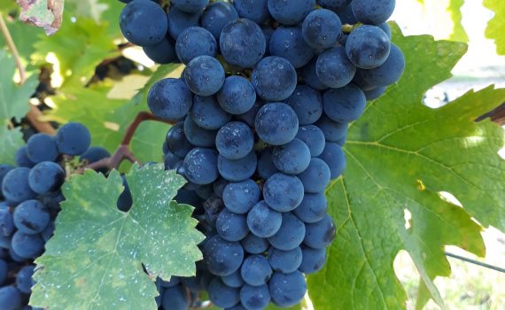grappe